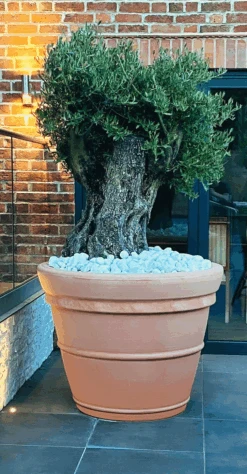 Prestige Grote Ronde 500L Terracotta Plantenbak 5 Prestige Grote Ronde 500L Terracotta Plantenbak -Tuingereedschap Verkoop image 63