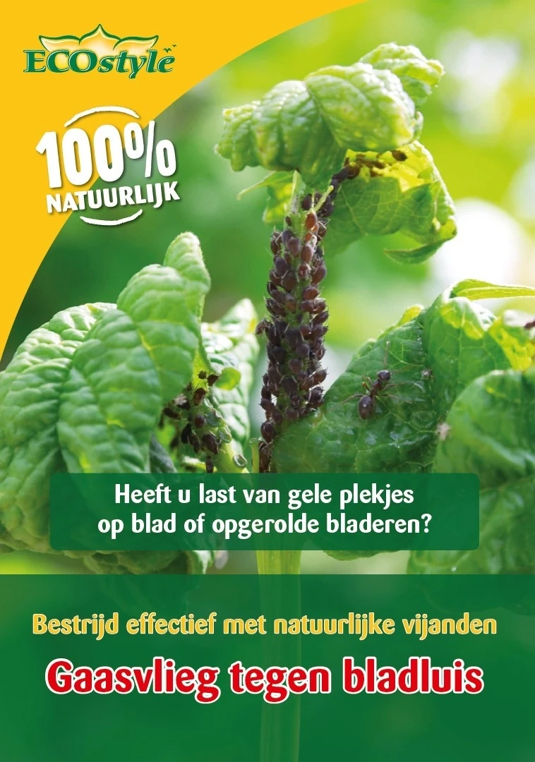 ECOstyle Gaasvlieg Tegen Bladluis 500 St. 3 ECOstyle Gaasvlieg Tegen Bladluis 500 St.